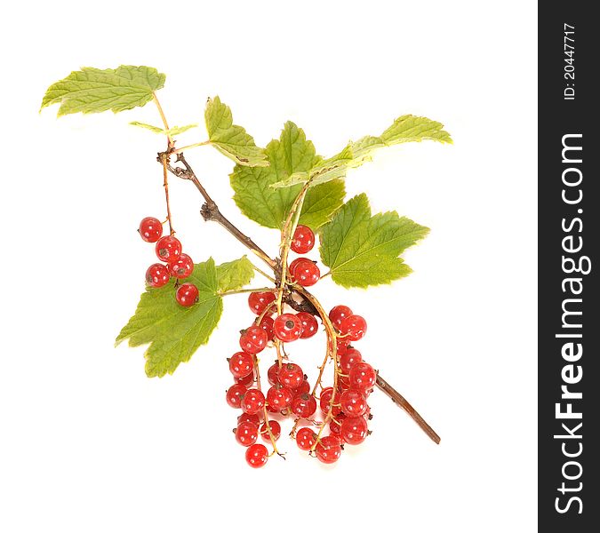 Red currant