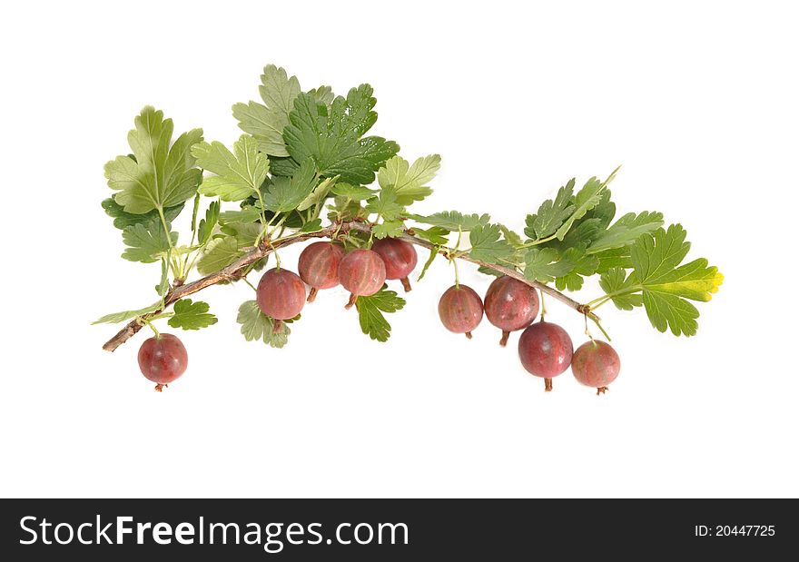 Red berries hang on a branch of a gooseberry. Red berries hang on a branch of a gooseberry