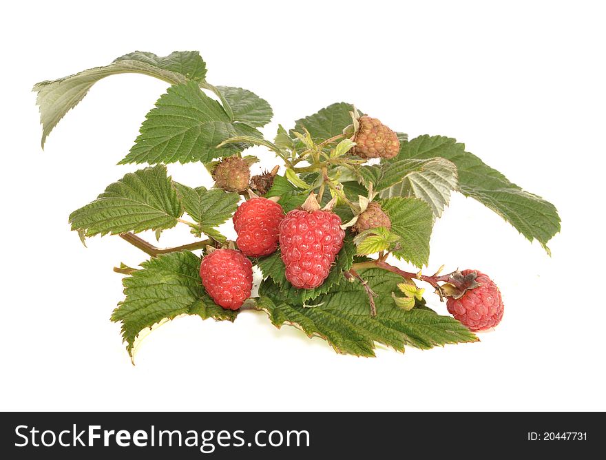 The branch of a raspberry with red berries lays on a table