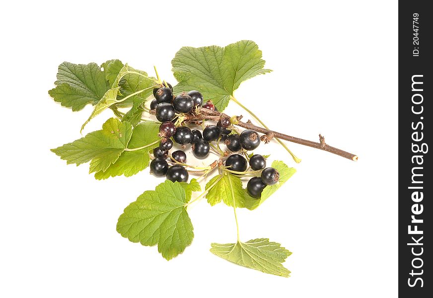 Black berries hang on a branch of a currant. Black berries hang on a branch of a currant