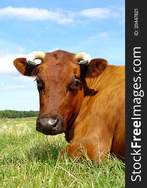 Face of a resting cow. The sky is blue with white clouds. Face of a resting cow. The sky is blue with white clouds.