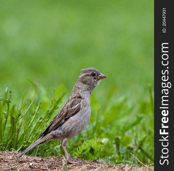 Bird sparrow land on the grass. Bird sparrow land on the grass