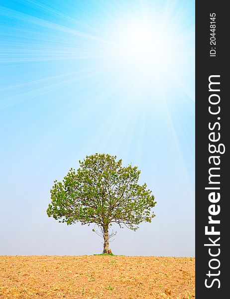 Tree and sun on blue sky, around on the ploughed earth.