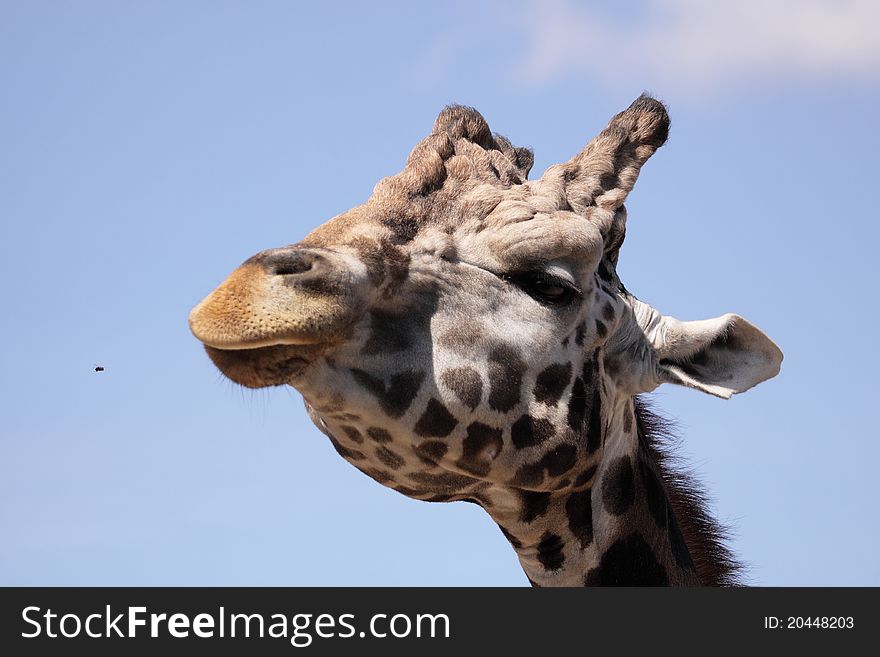 The Rothschild giraffe looking at the bee. The Rothschild giraffe looking at the bee.