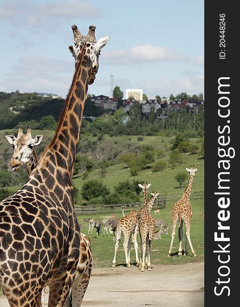 The pack of Rothschild giraffes.