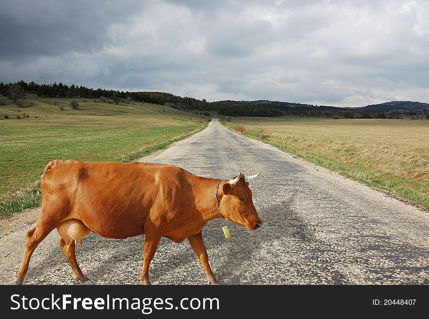 Brown cow on a road