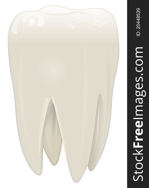 White tooth illustration in vector