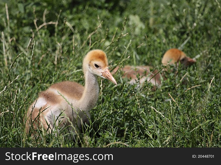 Red-crowned crane juvenile