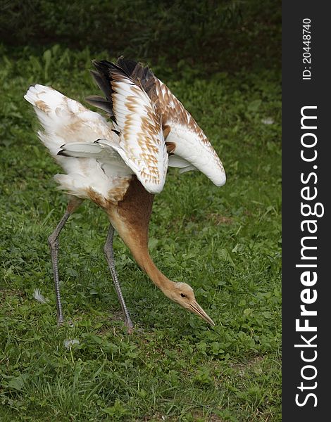 The wattled crane juvenive in the grassland.