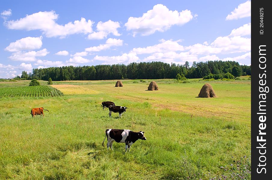 Cows on the green meadow on sunny day