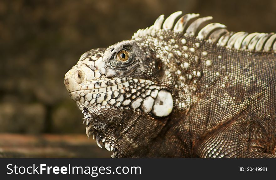 Close up on an iguana. Close up on an iguana