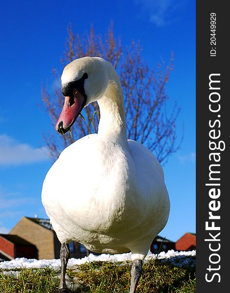 Graceful swan with blue sky