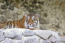 Bengal Tiger Royalty Free Stock Photography