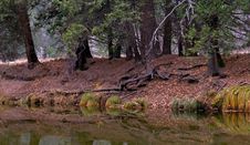 Forest Reflection Over The River Royalty Free Stock Photos Forest Reflection Over The River Royalty Free Stock Photos