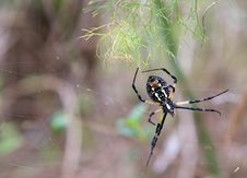 Argiope Aurantia Spider Stock Photography Argiope Aurantia Spider Stock Photography