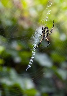 Argiope Aurantia Spider In Web Royalty Free Stock Image Argiope Aurantia Spider In Web Royalty Free Stock Image