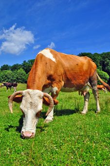 Cow On A Summer Pasture Royalty Free Stock Images Cow On A Summer Pasture Royalty Free Stock Images