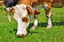 Cow On A Summer Pasture Stock Photos Cow On A Summer Pasture Stock Photos