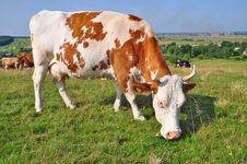 Cow On A Summer Pasture Royalty Free Stock Photography Cow On A Summer Pasture Royalty Free Stock Photography