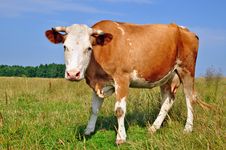 Cow On A Summer Pasture Royalty Free Stock Photo Cow On A Summer Pasture Royalty Free Stock Photo