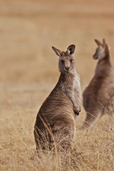 Kangaroo Royalty Free Stock Photography Kangaroo Royalty Free Stock Photography