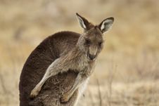 Kangaroo Stock Image Kangaroo Stock Image
