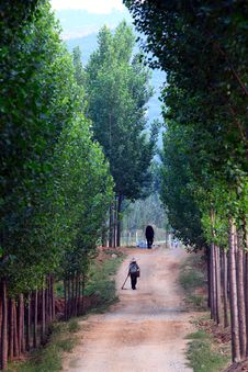 Tree Lined Path Royalty Free Stock Photos Tree Lined Path Royalty Free Stock Photos