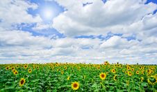 Sunflowers Field By Summertime. Stock Images Sunflowers Field By Summertime. Stock Images