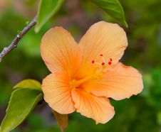 Hibiscus Royalty Free Stock Photos Hibiscus Royalty Free Stock Photos