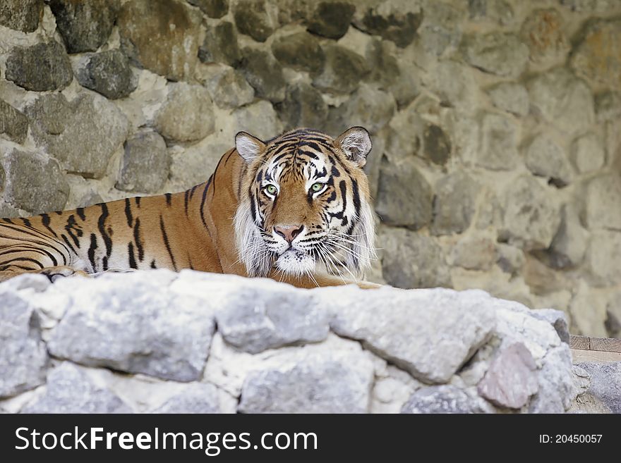 Bengal tiger lies on a stone mountain