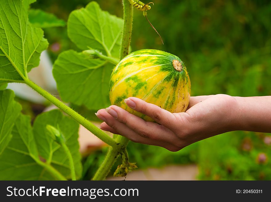 Womans hand holding young yellow pumpkin in garden close up. Womans hand holding young yellow pumpkin in garden close up