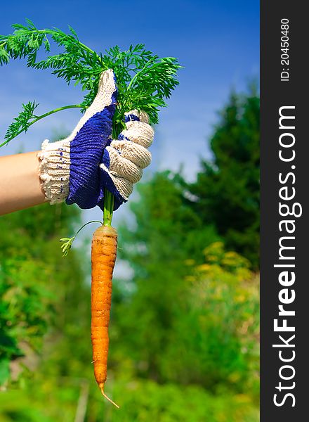 Hand holding bunch of fresh carrots in garden. sunny day. Hand holding bunch of fresh carrots in garden. sunny day