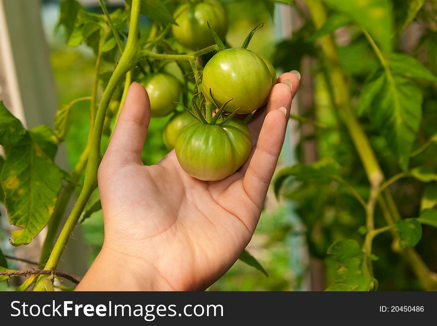 Green tomatoes on the palm in garden