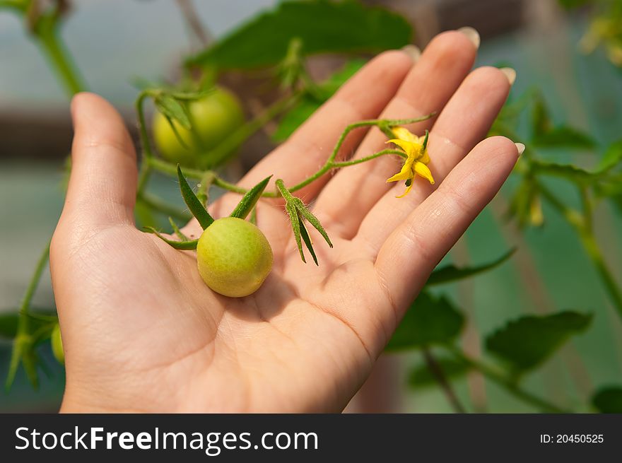 Green tomatoes on the palm in garden