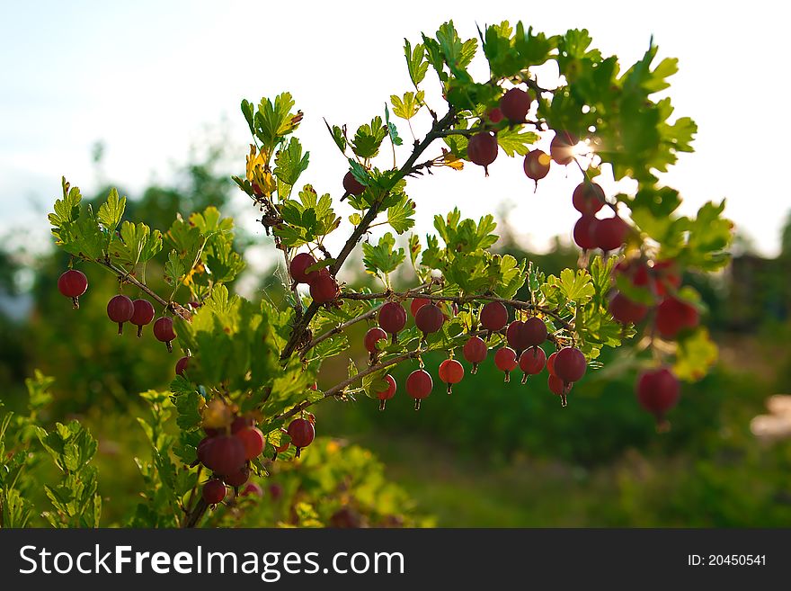 Ripe red gooseberry hanging from a branch. Ripe red gooseberry hanging from a branch