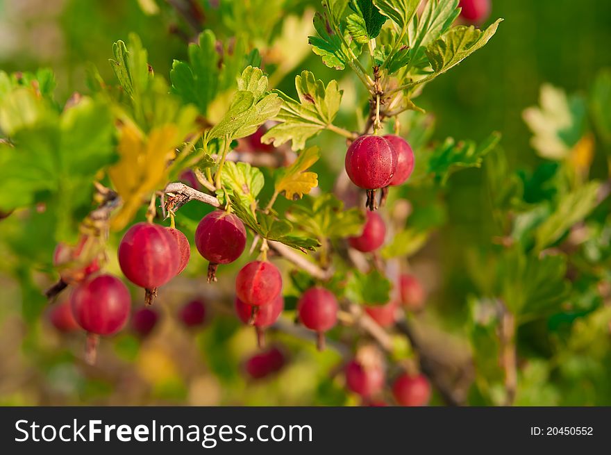 Close Up Of Ripe Gooseberry On A Bush