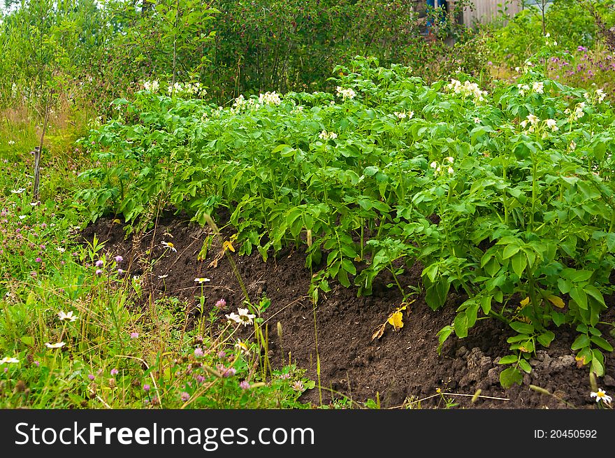 Potato field with young potato plants on sunny day