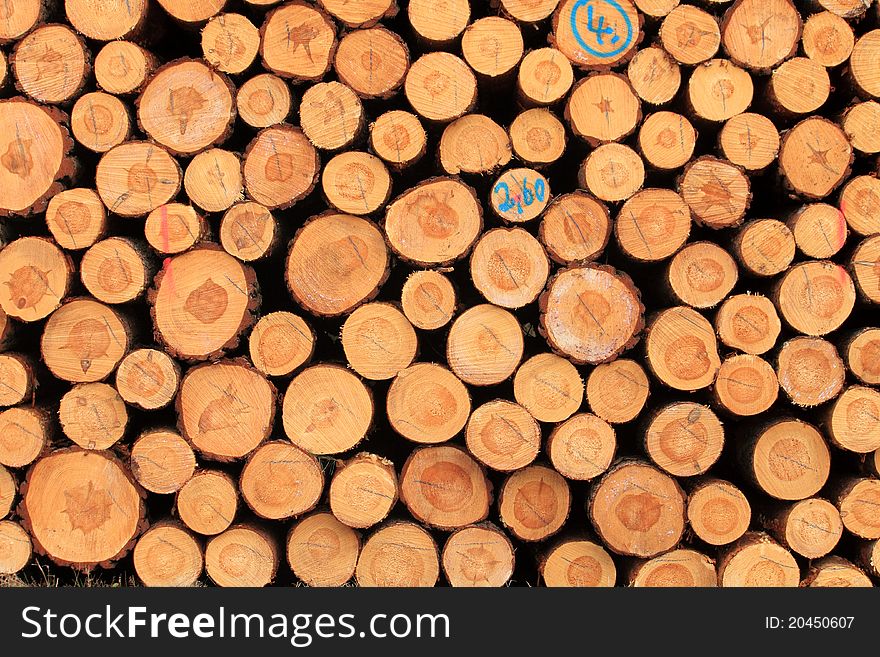 Cut Tree Log