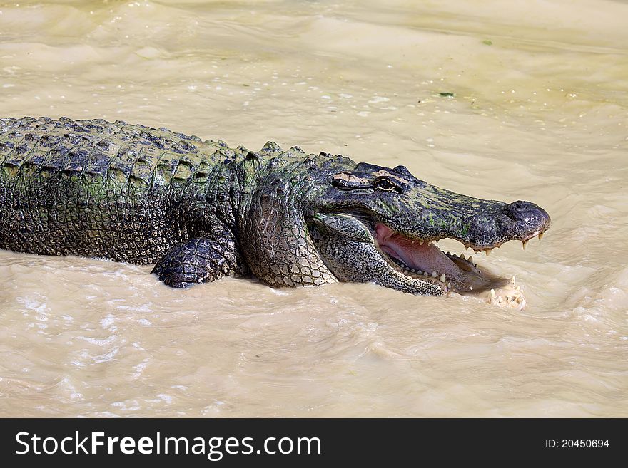 This large alligator waits in the water for a meal. This large alligator waits in the water for a meal.