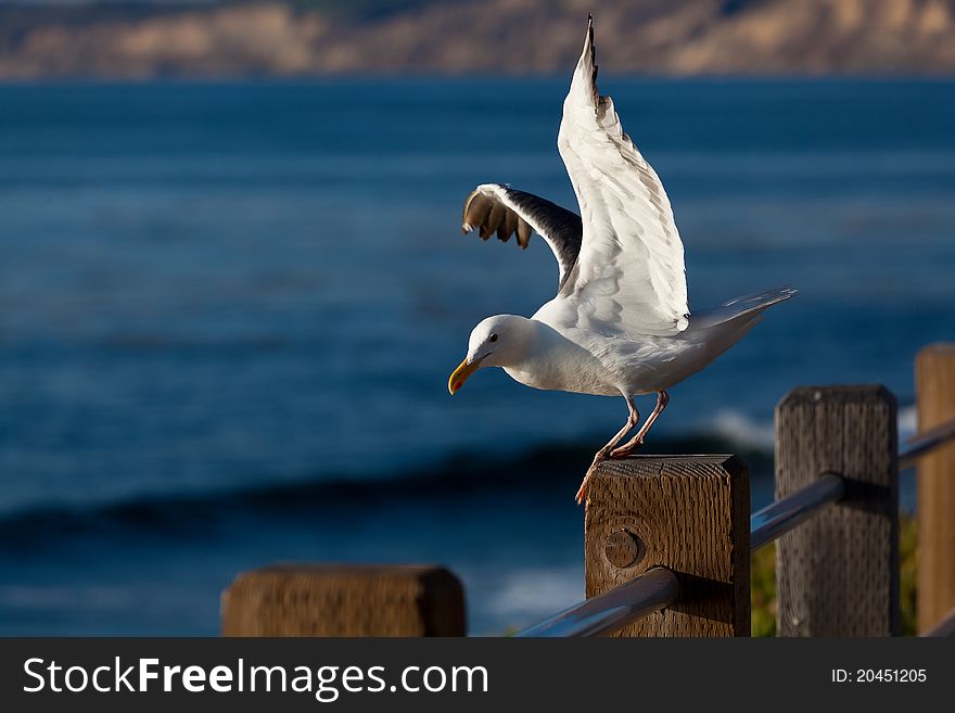 Seagull Taking Off From Wooden Pole