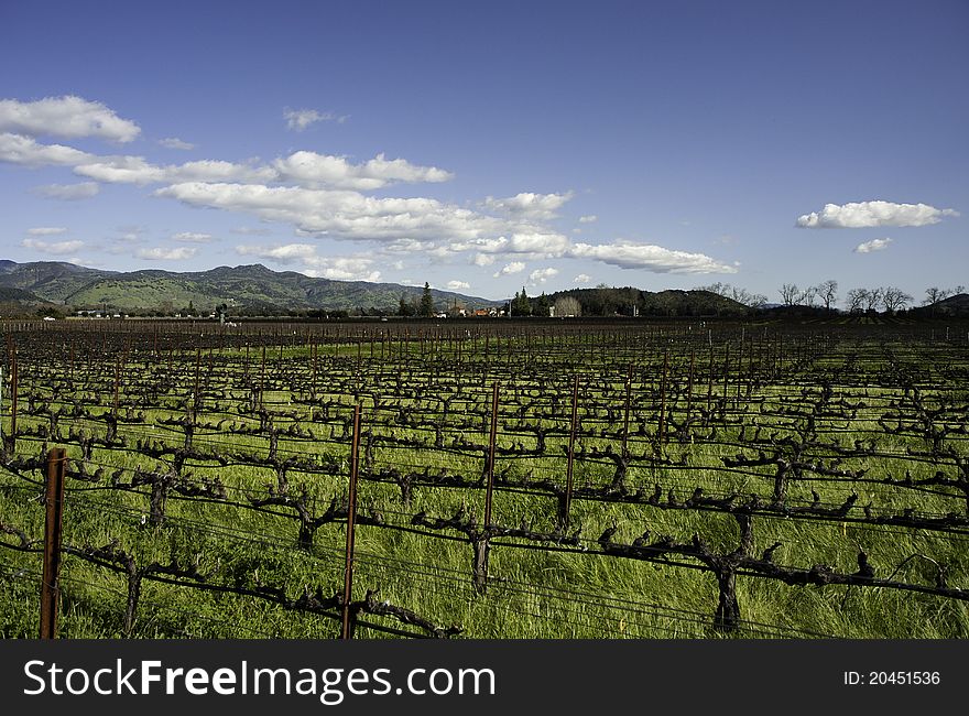 Wine yard in the mountain