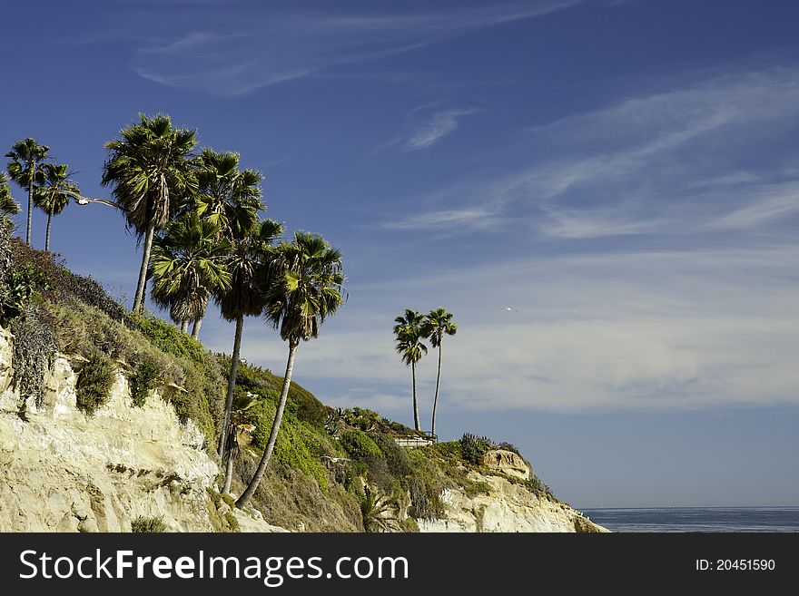 Palm trees on cliff