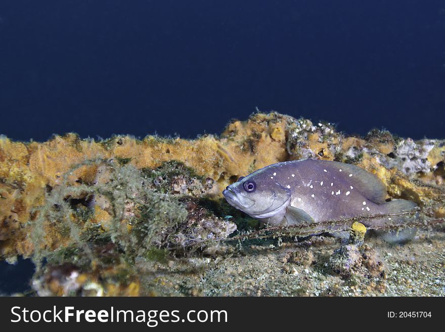 A juvenile Red Grouper remains resolutely stationary on a perch at the top of the wreck Mac's Reef in 90 feet of gulf water off the coast of Panama City, Florida. A juvenile Red Grouper remains resolutely stationary on a perch at the top of the wreck Mac's Reef in 90 feet of gulf water off the coast of Panama City, Florida.