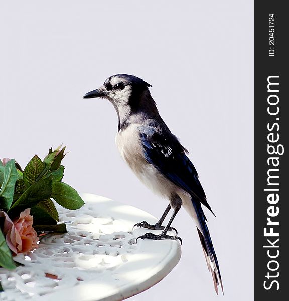Closeup of Blue Jay on table on deck in the early morning