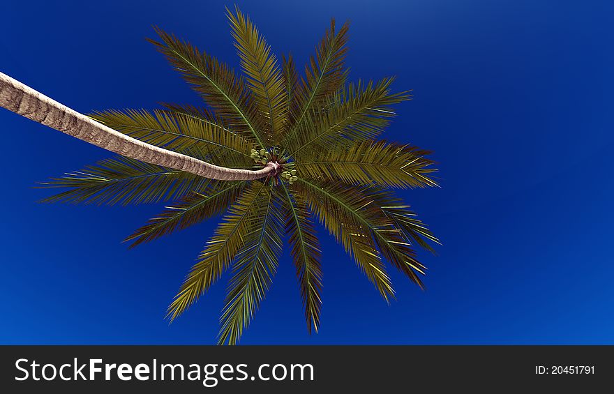 The blue sky and palm tree. The blue sky and palm tree