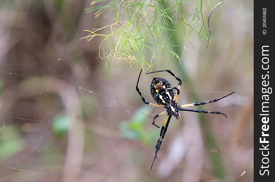 A close-up of the underside of an argiope aurantia spider spinning her web.