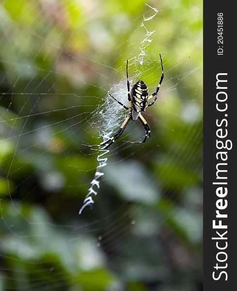 Argiope Aurantia Spider in web