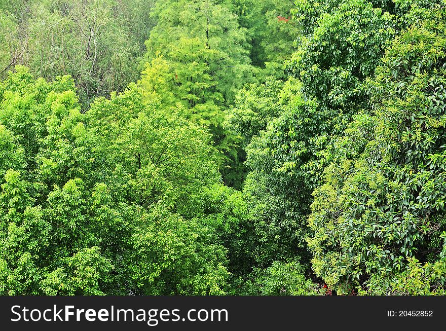 Beautiful green wood in summer. Beautiful green wood in summer