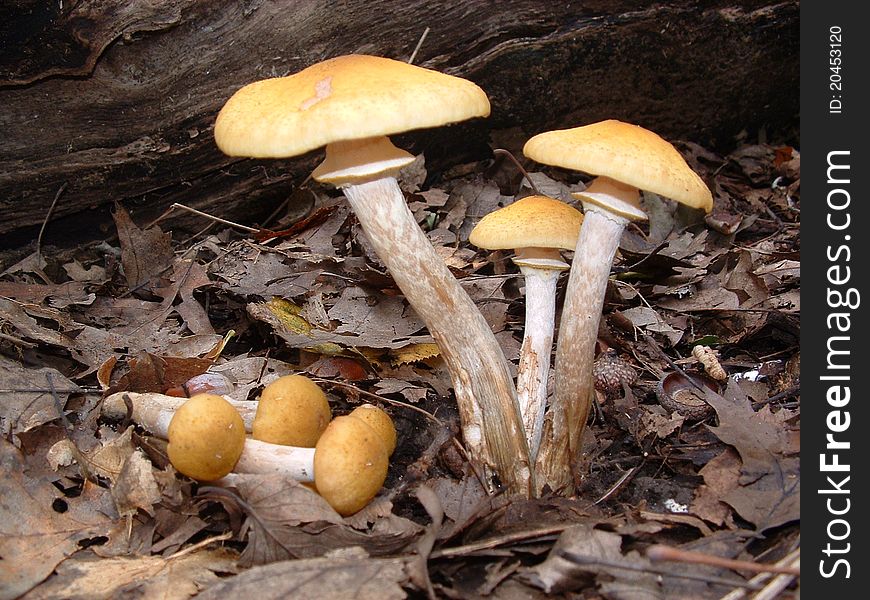Armillaria mellea, the Honey Mushroom, is a fine edible.