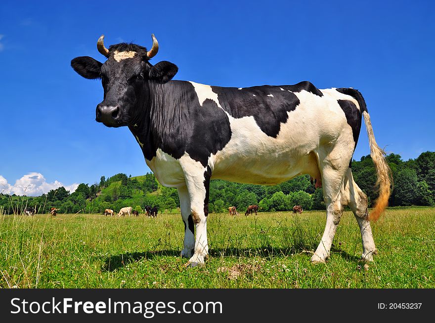 A cow on a summer pasture in a summer rural landscape